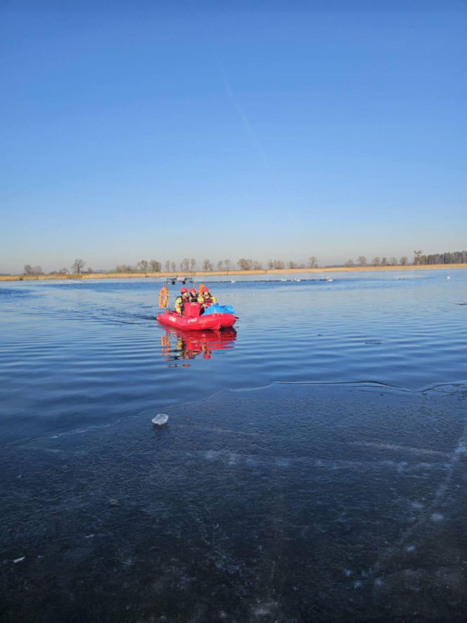 50 martwych łabędzi w Jutrosinie. Dlaczego padły?