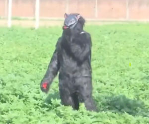 Yeti pojawił się na polu?! Ten film może szokować, wyjaśnienie cię zaskoczy