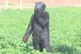 Yeti pojawił się na polu?! Ten film może szokować, wyjaśnienie cię zaskoczy