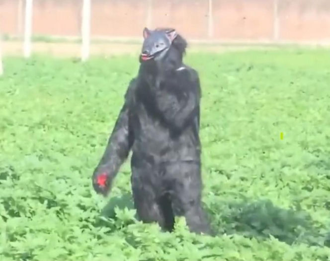 Yeti pojawił się na polu?! Ten film może szokować, wyjaśnienie cię zaskoczy