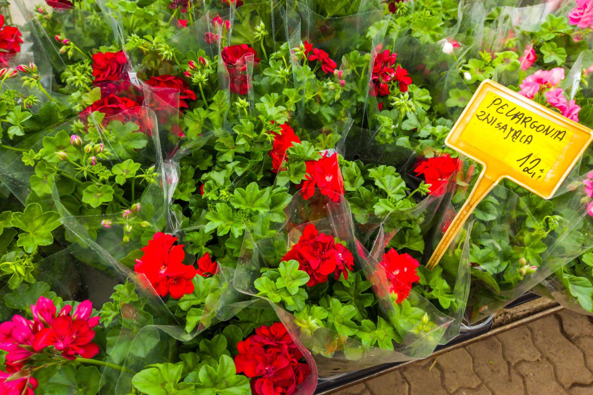 Pelargonia zwisająca – 12 zł/szt.