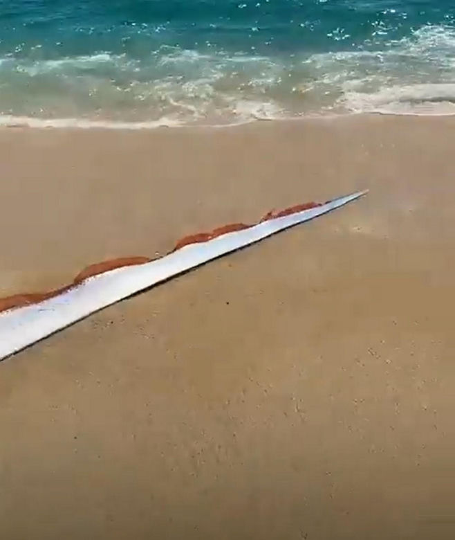 Gigantyczny wąż morski pojawił się na plaży w Cabo