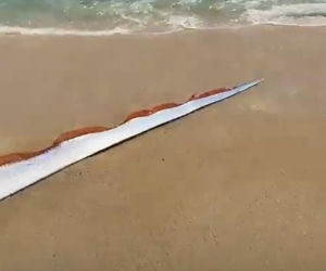 Gigantyczny wąż morski pojawił się na plaży w Cabo