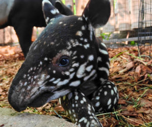 Historyczne narodziny w płockim zoo. To pierwszy urodzony w Polsce tapir malajski!