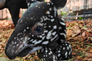 Historyczne narodziny w płockim zoo. To pierwszy urodzony w Polsce tapir malajski!