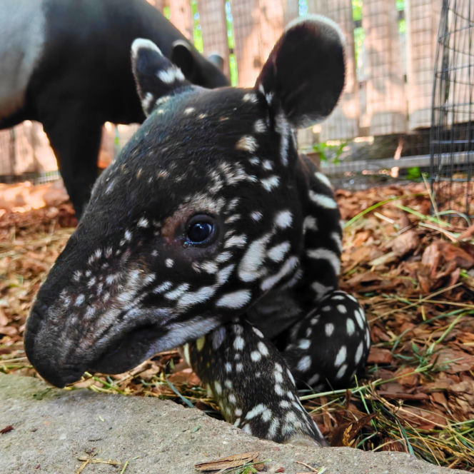 Historyczne narodziny w płockim zoo. To pierwszy urodzony w Polsce tapir malajski!