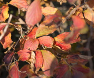 Stewarcja kameliowata