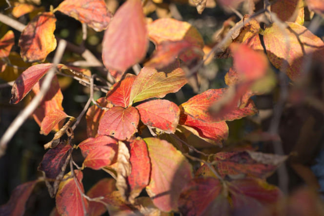 Stewarcja kameliowata