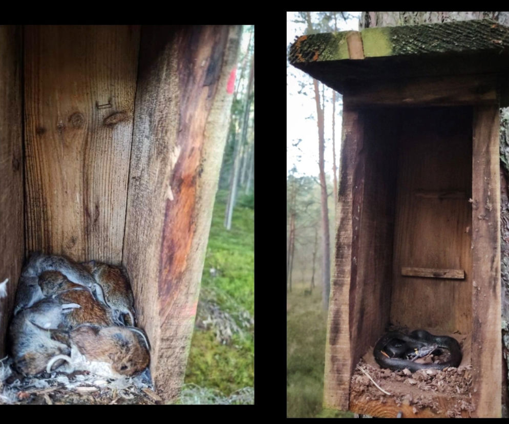 Wichrowo. W budce lęgowej dla ptaków zamieszkał... ZASKRONIEC. Jakim cudem się tam wspiął?
