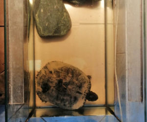 Tak wyglądała akcja ratowania żółwia pod Krakowem