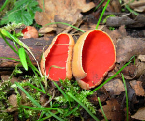 To nie żart! W polskich lasach już pojawiły się pierwsze grzyby. Wielu nie zdaje sobie sprawy, że są jadalne