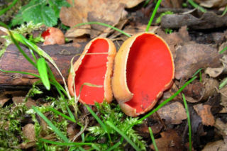 To nie żart! W polskich lasach już pojawiły się pierwsze grzyby. Wielu nie zdaje sobie sprawy, że są jadalne