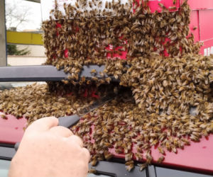 Rój pszczół zaatakował auto
