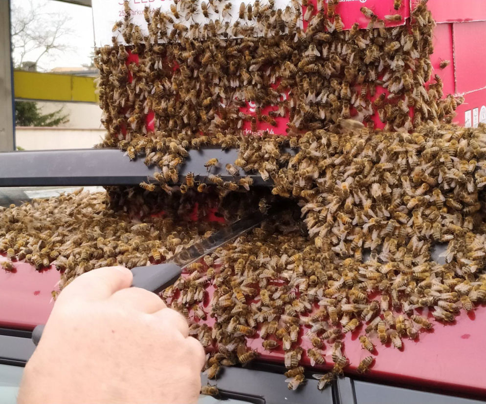 Rój pszczół zaatakował auto