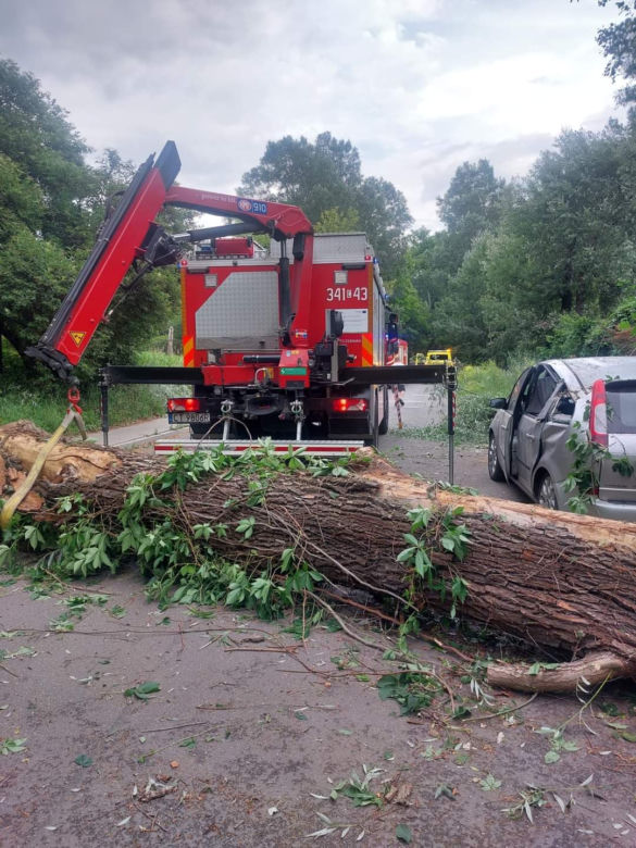 Drzewo runęło na samochód. Przerażający wypadek w Toruniu