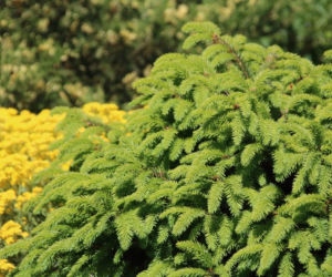 Świerk pospolity 'Nidiformis'