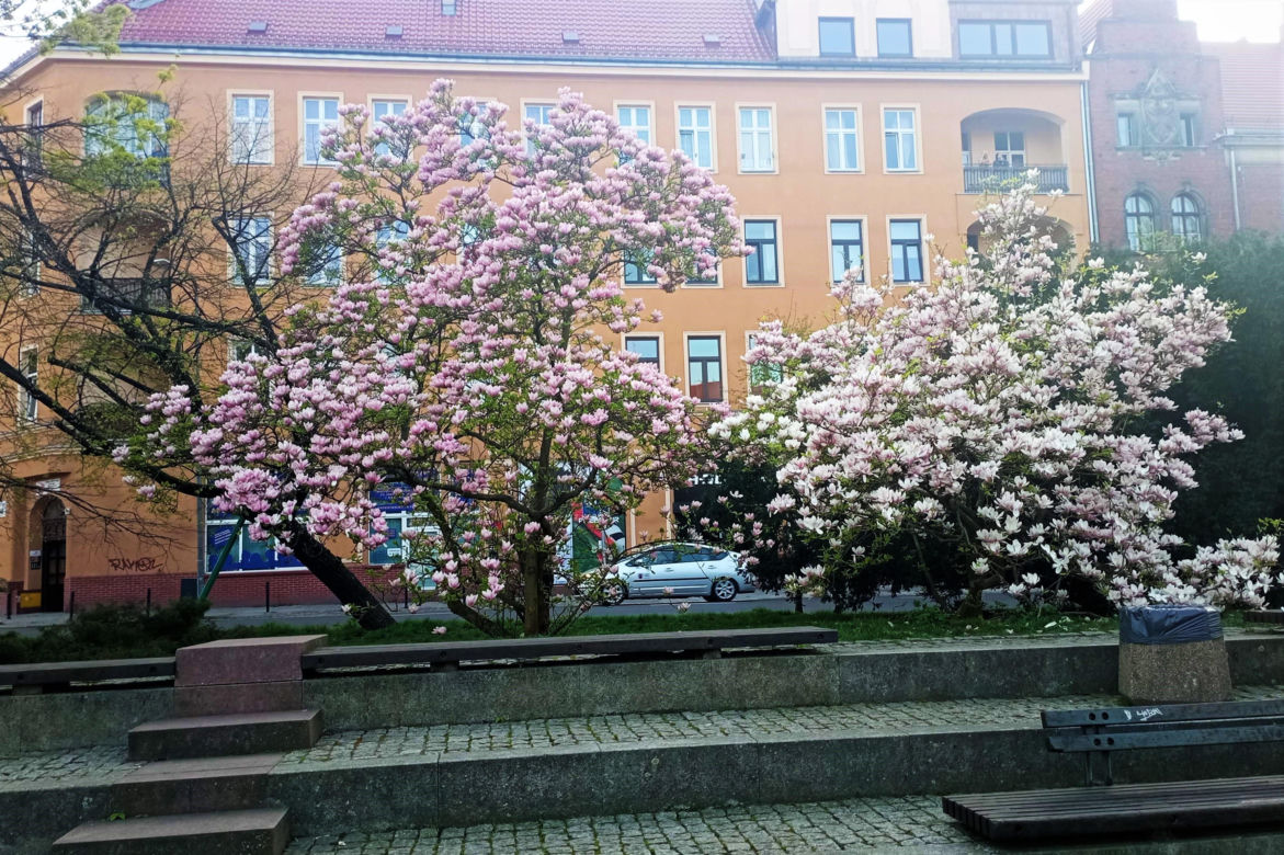 Magnolie w Szczecinie