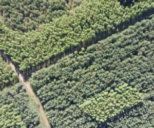 Niszczycielski huragan spustoszył Puszczę Piską. Wiatr osiągał 170 km/h [ZDJĘCIA]