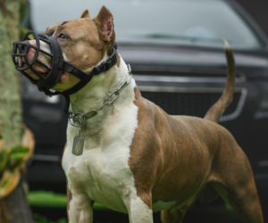 Wyszedł na chwilę. Po powrocie zastał makabryczny widok. Amstaff zagryzł mu kolegę!