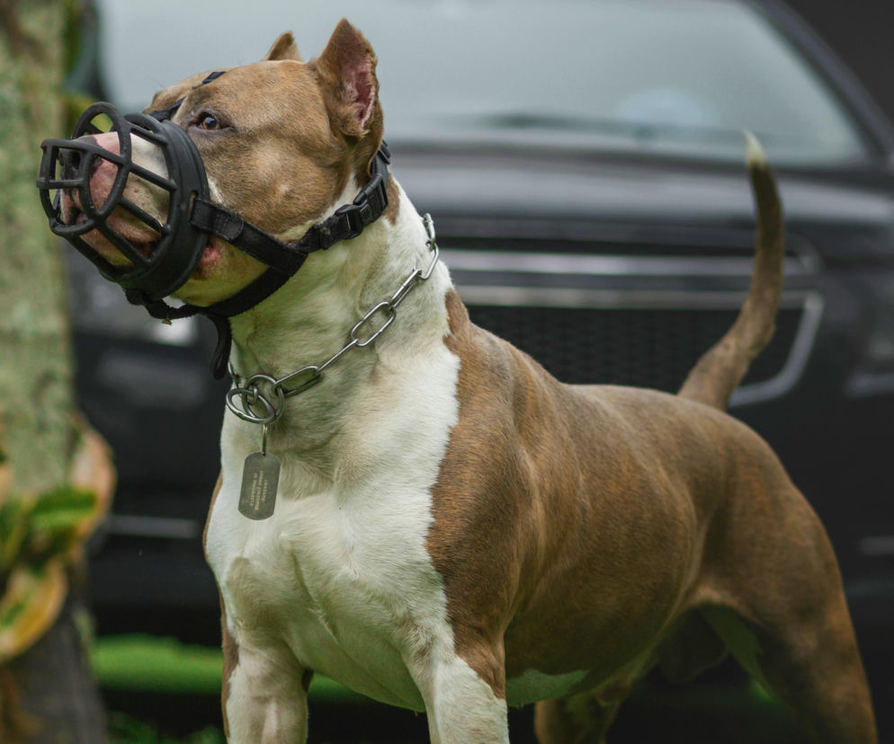 Wyszedł na chwilę. Po powrocie zastał makabryczny widok. Amstaff zagryzł mu kolegę!