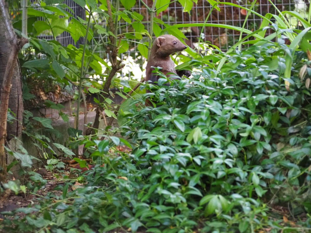 Nowy mieszkaniec warszawskiego zoo. Już niebawem będzie można zobaczyć galidię