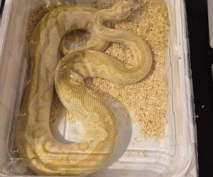 Handlowała kameleonami i pytonami z fałszywymi dokumentami. 28-latka zatrzymana w Lublinie