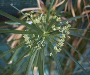 Cibora zmienna (papirus)
