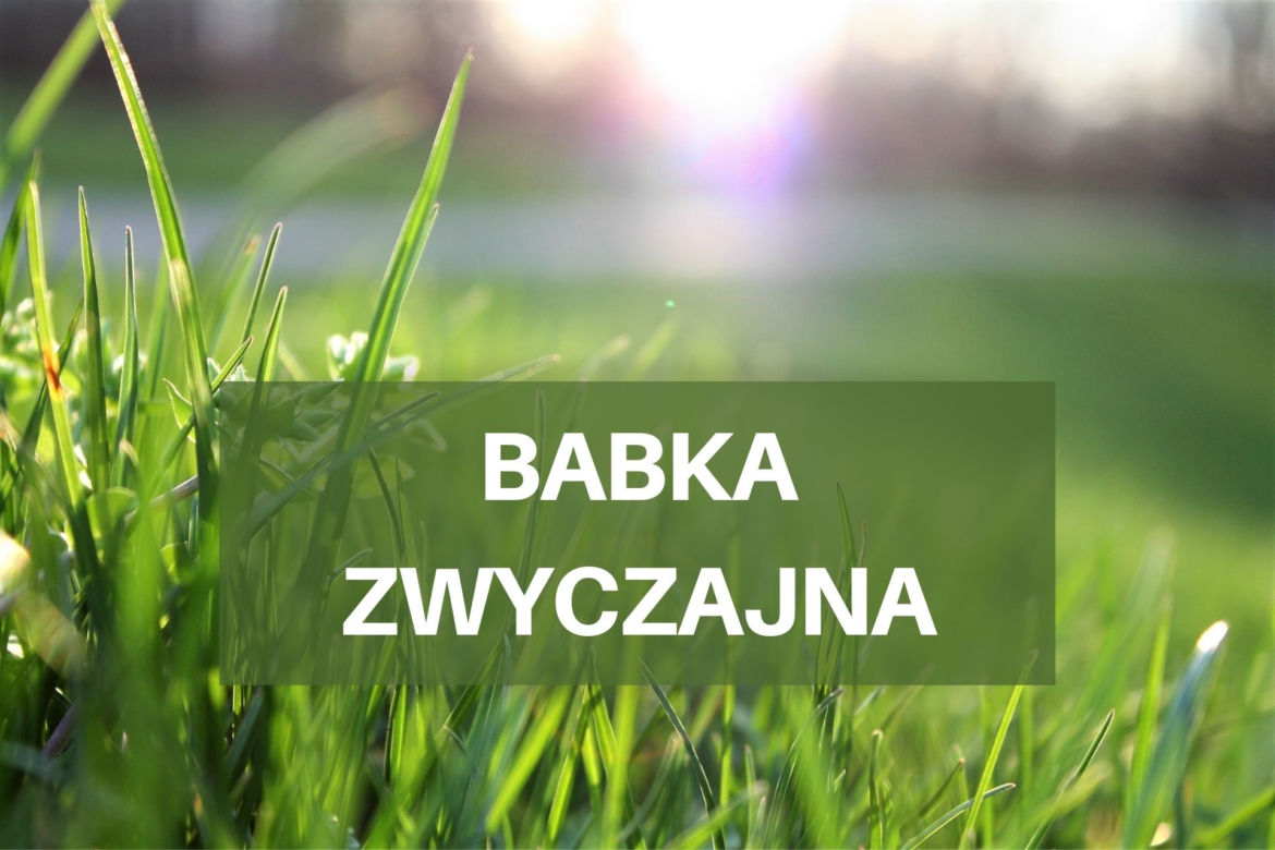 Co pyli w czerwcu 2021? Jakie pyłki wywołują alergie w czerwcu? [LISTA ALERGENÓW]
