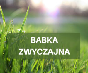Co pyli w czerwcu 2021? Jakie pyłki wywołują alergie w czerwcu? [LISTA ALERGENÓW]