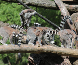 Babcie i Dziadkowie z warszawskiego zoo! [GALERIA]