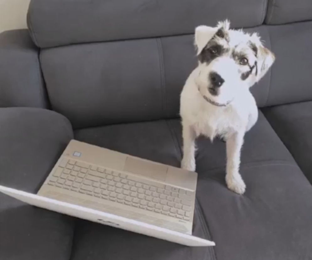 Jack Russel Terrier Roka