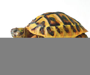 Żółw