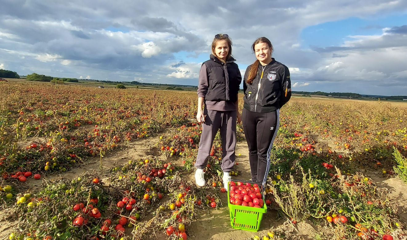 Samozbiory pomidorów na plantacji w Niewirkowie cieszą się powodzeniem
