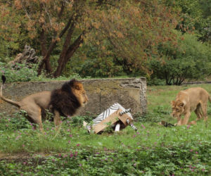 Rozrywka dla lwów z łódzkiego zoo