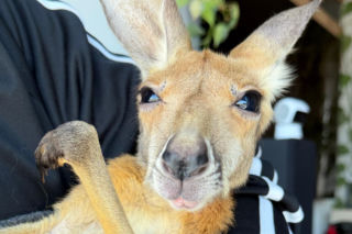 Kangurzyca Stefcia odchowana przez opiekunów stołecznego zoo. Niezwykła historia małego torbacza