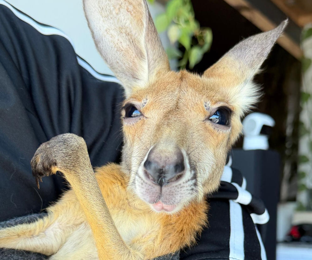 Warszawskie zoo uratowało odrzuconą kangurzycę. Pracownicy zabierali torbacza do domu