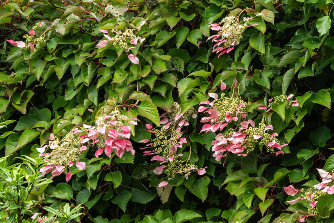 Przywarka japońska 'Roseum'