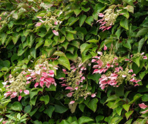 Przywarka japońska 'Roseum'