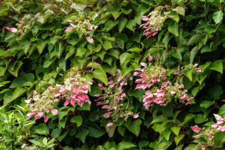 Przywarka japońska 'Roseum'
