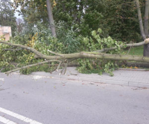 Powiśle. Halny łamał gigantyczne drzewa jak zapałki i przewracał je na samochody!