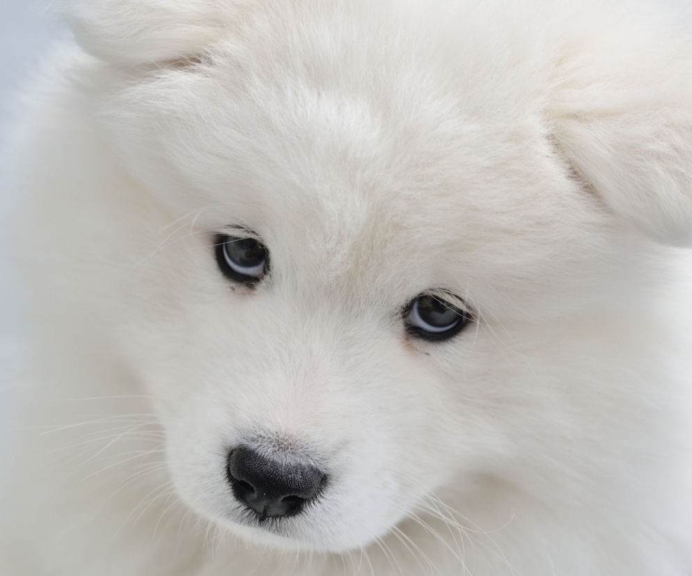 samoyed
