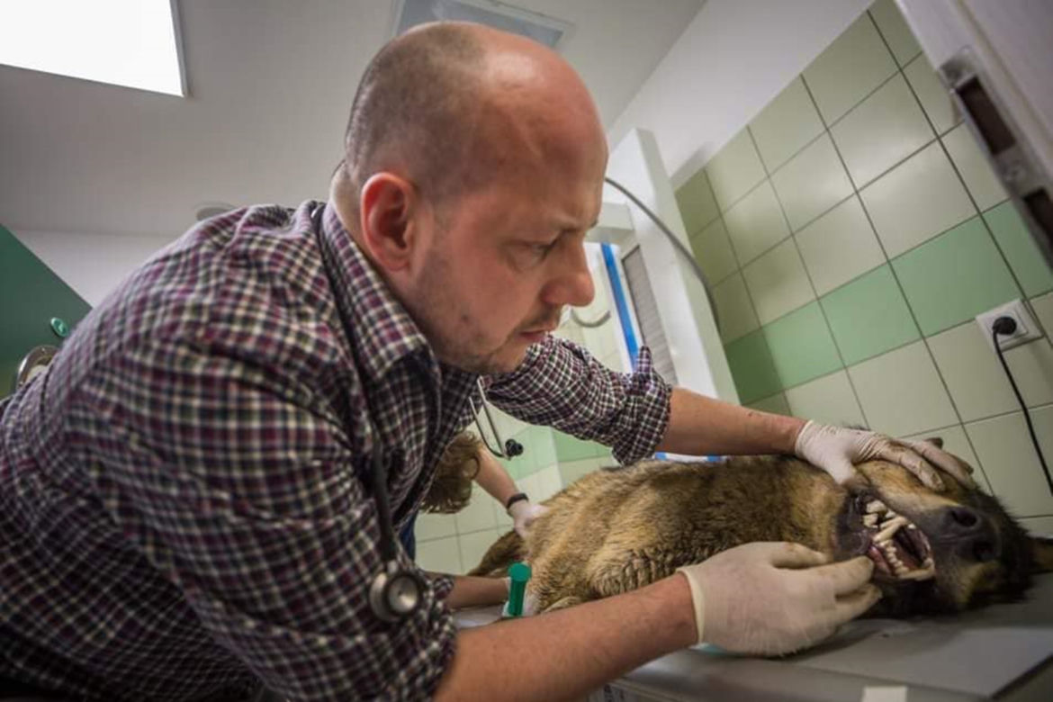 Rozjechany wilk odzyskał zdrowie i wolność
