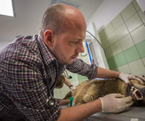 Rozjechany wilk odzyskał zdrowie i wolność