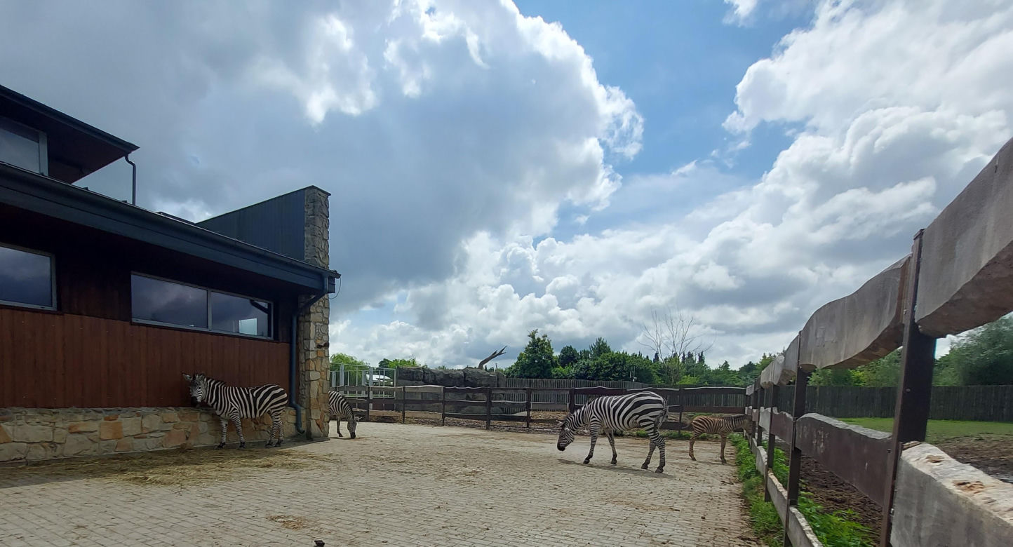 Mała zebra w zamojskim ZOO