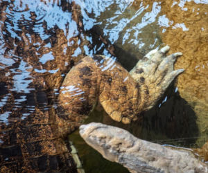 Te olbrzymy właśnie przyjechały do łódzkiego Orientarium. Robią wrażenie!