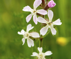 Mydlnica lekarska
