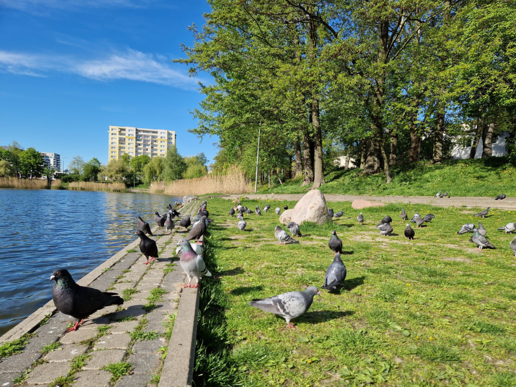 Ptasi Bufet nad bydgoskim Balatonem. Tak mieszkańcy karmią z głową!