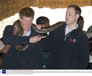 William i Harry bawią się wężem 