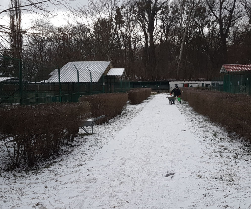 Co dalej z Toruńskim Schroniskiem dla Bezdomnych Zwierząt?