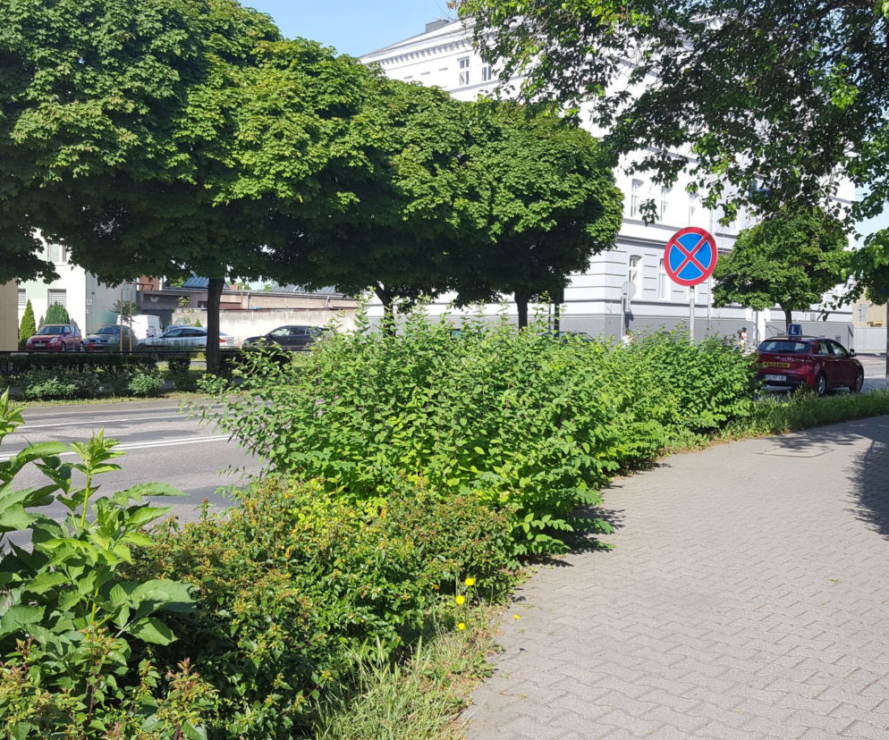 Tak wysokich chwastów przy drogach w Lesznie dawno nie oglądaliśmy